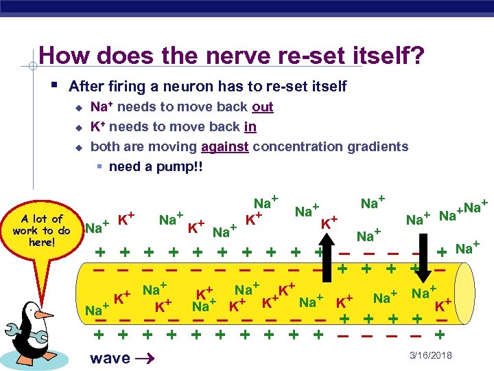 How does the nerve re-set itself? § After firing a neuron has to re-set