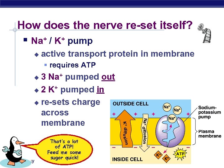 How does the nerve re-set itself? § Na+ / K+ pump u active transport