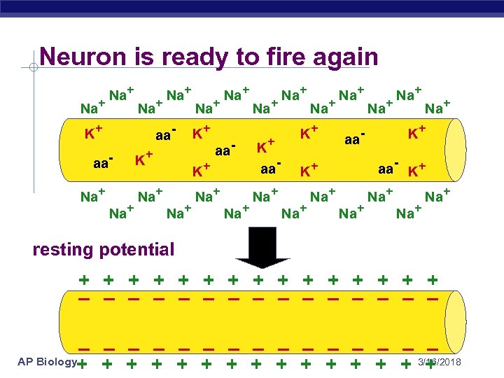 Neuron is ready to fire again Na+ Na+ K+ aa- aa. Na+ Na+ K+