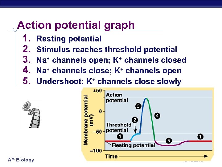 Action potential graph 1. 2. 3. 4. 5. AP Biology Resting potential Stimulus reaches