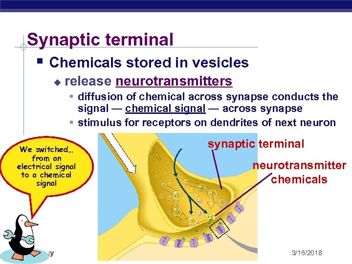 Synaptic terminal § Chemicals stored in vesicles u release neurotransmitters § diffusion of chemical