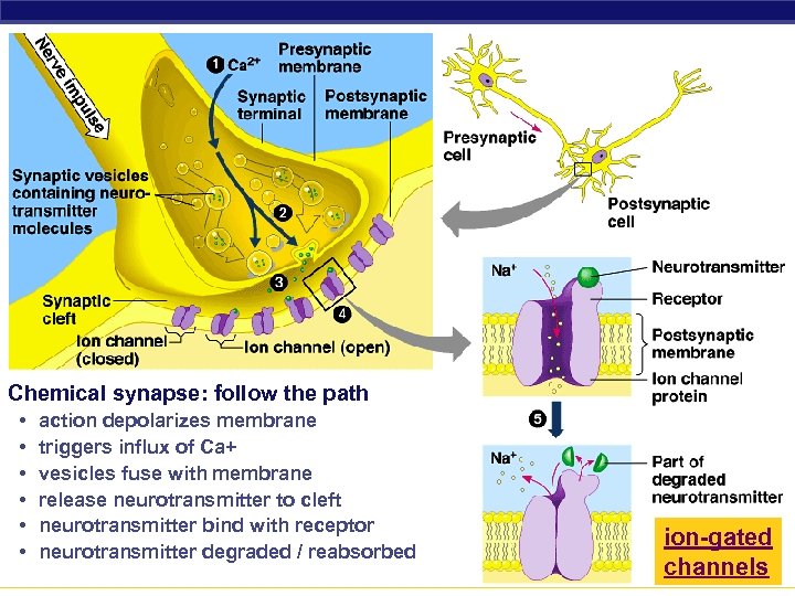 Chemical synapse: follow the path • • • action depolarizes membrane triggers influx of