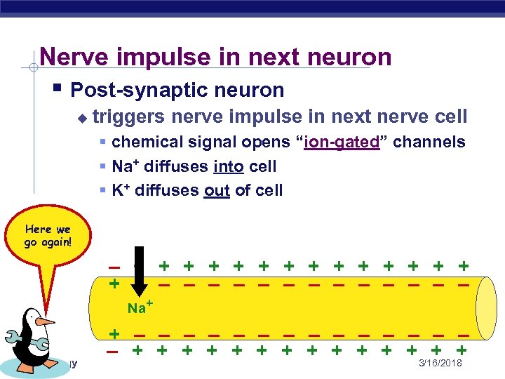 Nerve impulse in next neuron § Post-synaptic neuron u triggers nerve impulse in next