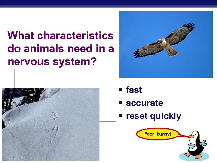 What characteristics do animals need in a nervous system? § fast § accurate §
