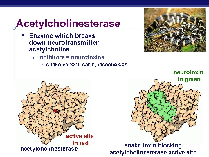 Acetylcholinesterase § Enzyme which breaks down neurotransmitter acetylcholine u inhibitors = neurotoxins § snake
