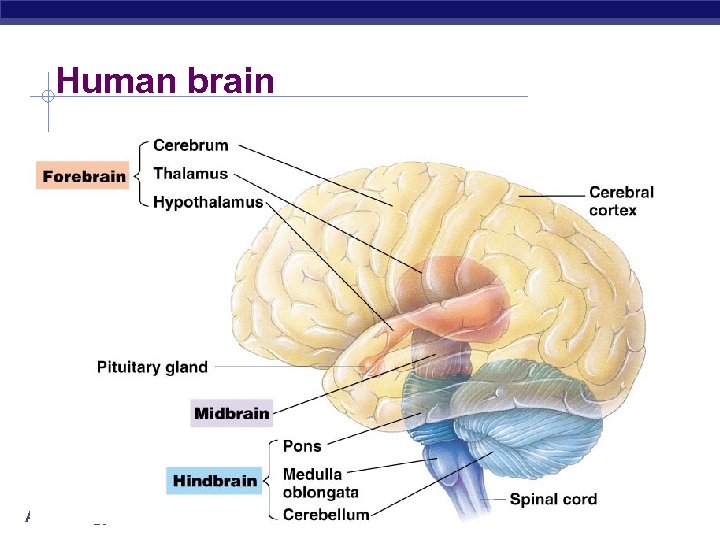Human brain AP Biology 3/16/2018 