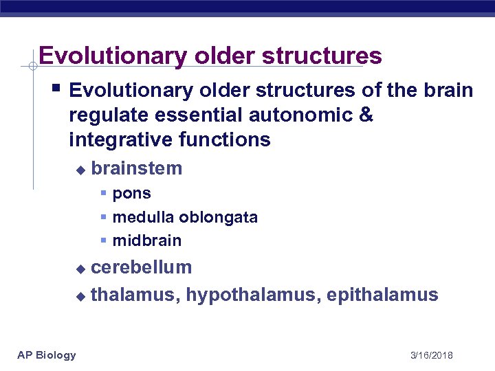 Evolutionary older structures § Evolutionary older structures of the brain regulate essential autonomic &