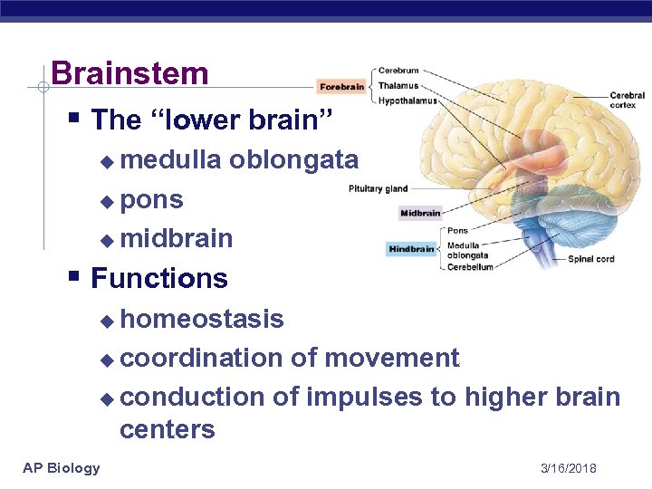 Brainstem § The “lower brain” medulla oblongata u pons u midbrain u § Functions