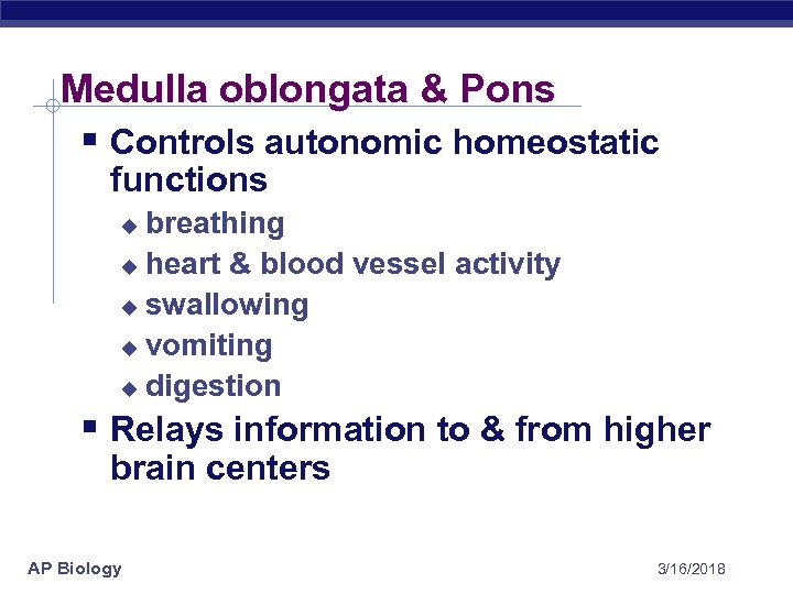 Medulla oblongata & Pons § Controls autonomic homeostatic functions breathing u heart & blood