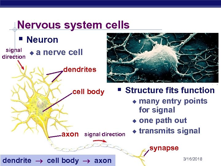 Nervous system cells § Neuron signal u direction a nerve cell dendrites cell body