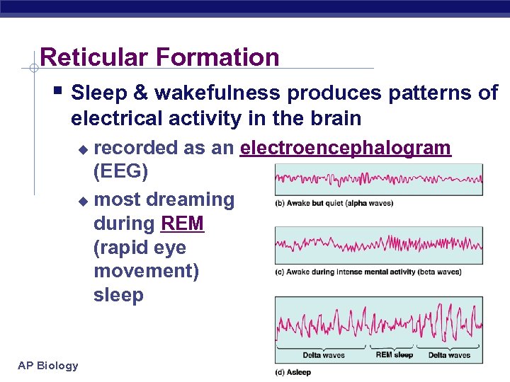 Reticular Formation § Sleep & wakefulness produces patterns of electrical activity in the brain