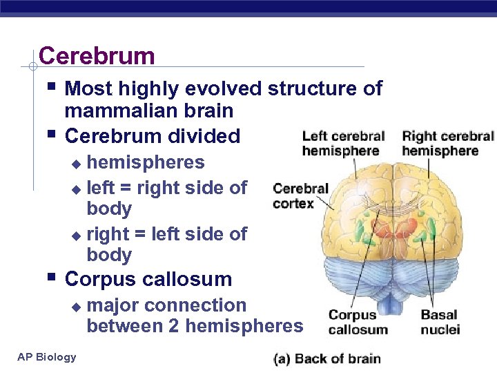 Cerebrum § Most highly evolved structure of § mammalian brain Cerebrum divided hemispheres u