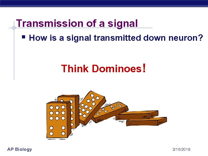 Transmission of a signal § How is a signal transmitted down neuron? Think Dominoes!