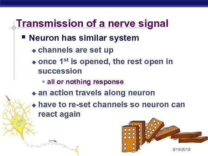 Transmission of a nerve signal § Neuron has similar system channels are set up
