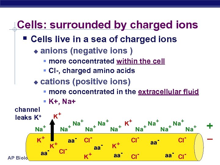 Cells: surrounded by charged ions § Cells live in a sea of charged ions