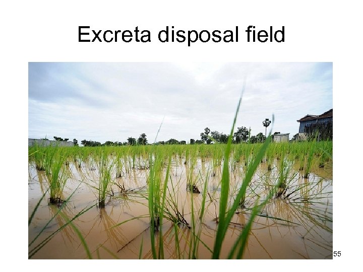 Excreta disposal field L. V. Maksimenko 55 