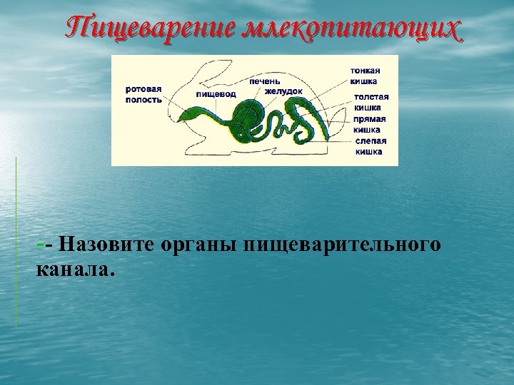 Пищеварение млекопитающих -- Назовите органы пищеварительного канала. 