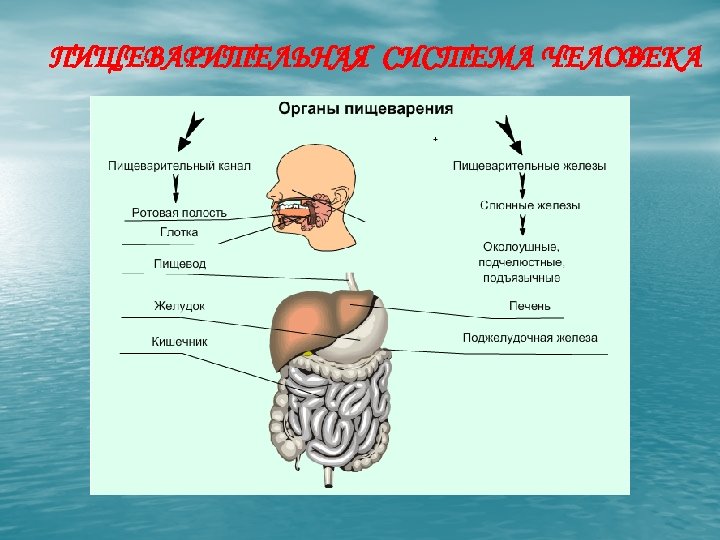 ПИЩЕВАРИТЕЛЬНАЯ СИСТЕМА ЧЕЛОВЕКА 