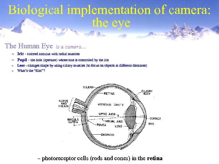 Biological implementation of camera: the eye The Human Eye is a camera… – Iris