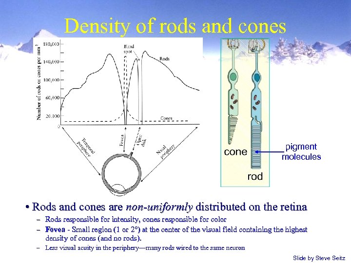 Density of rods and cones pigment molecules • Rods and cones are non-uniformly distributed