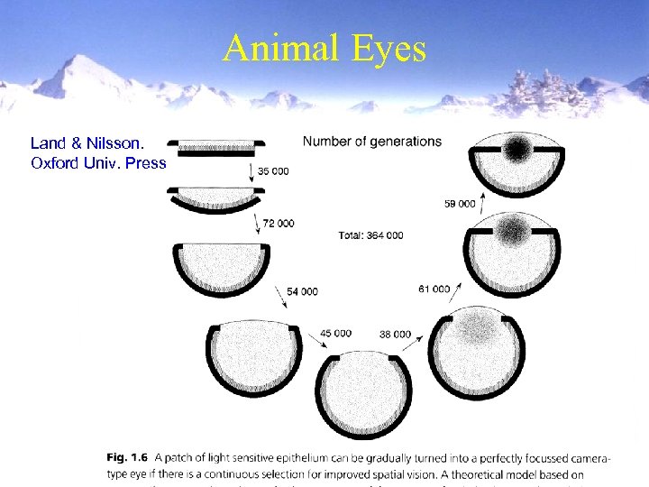 Animal Eyes Land & Nilsson. Oxford Univ. Press 