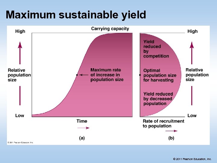 Maximum sustainable yield © 2011 Pearson Education, Inc. 