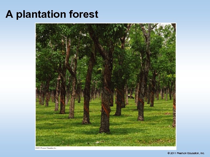 A plantation forest © 2011 Pearson Education, Inc. 