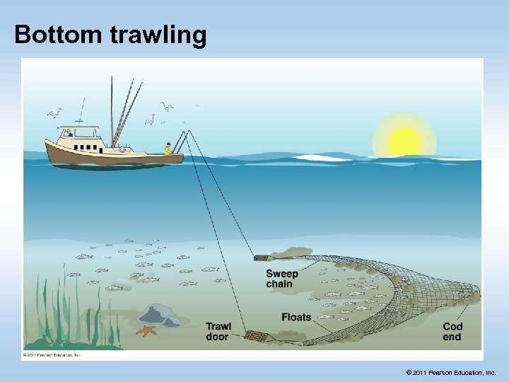 Bottom trawling © 2011 Pearson Education, Inc. 