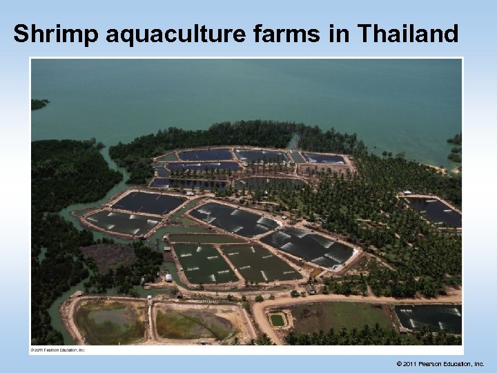 Shrimp aquaculture farms in Thailand © 2011 Pearson Education, Inc. 