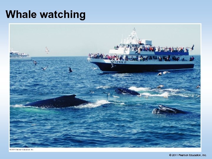 Whale watching © 2011 Pearson Education, Inc. 