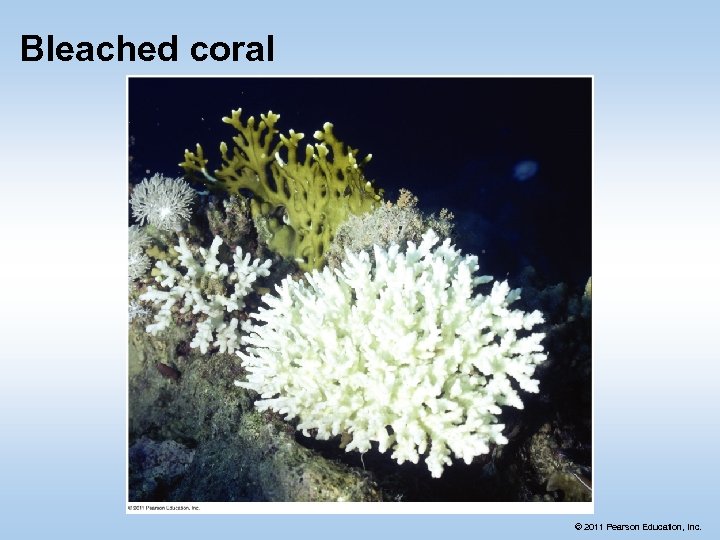 Bleached coral © 2011 Pearson Education, Inc. 