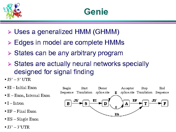 Genie Ø Uses a generalized HMM (GHMM) Ø Edges in model are complete HMMs