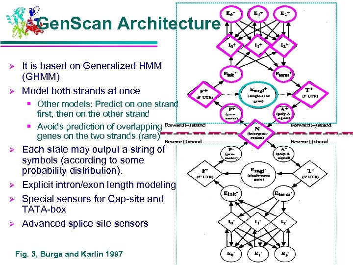 Gen. Scan Architecture Ø Ø It is based on Generalized HMM (GHMM) Model both