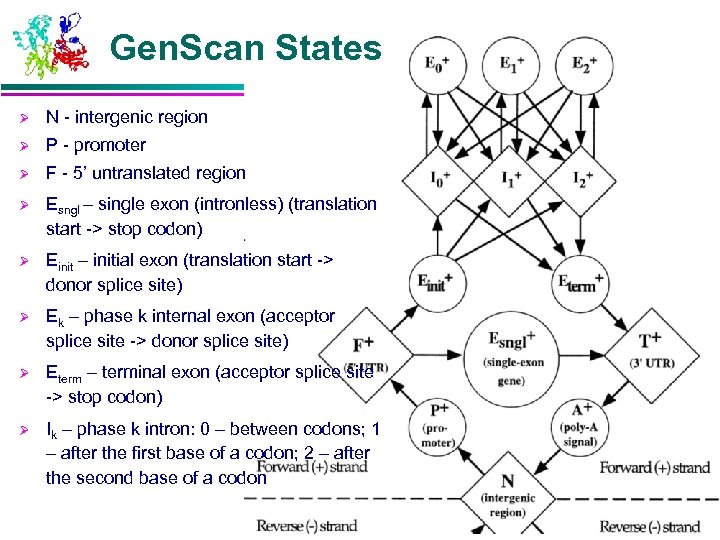 Gen. Scan States Ø N - intergenic region Ø P - promoter Ø F