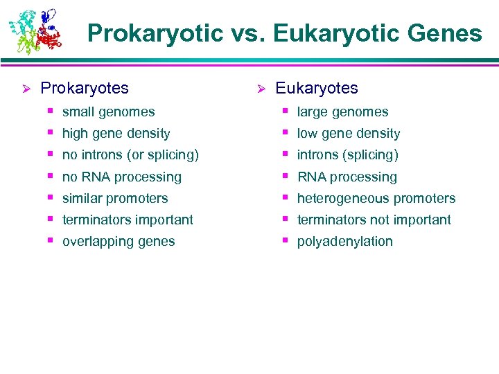 Prokaryotic vs. Eukaryotic Genes Ø Prokaryotes § § § § small genomes high gene