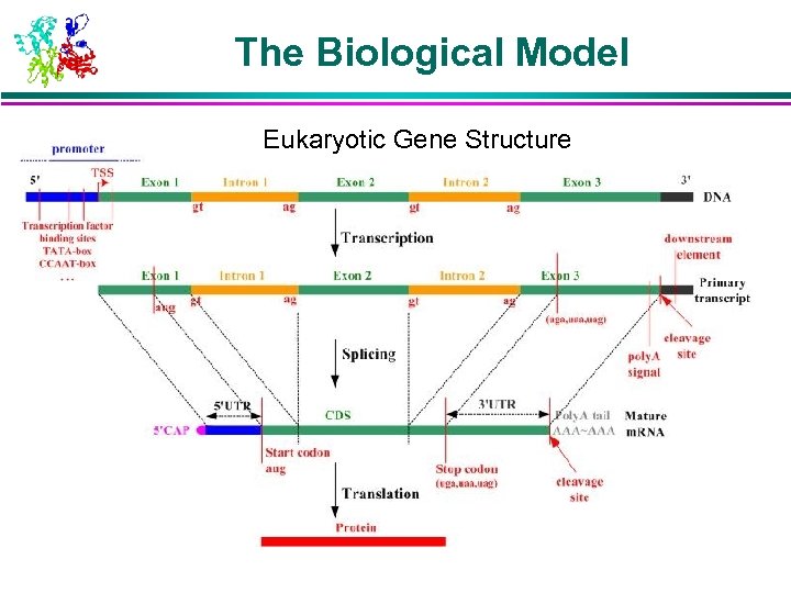 The Biological Model Eukaryotic Gene Structure 