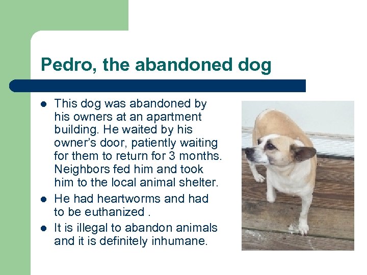Pedro, the abandoned dog l l l This dog was abandoned by his owners