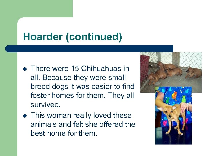 Hoarder (continued) l l There were 15 Chihuahuas in all. Because they were small