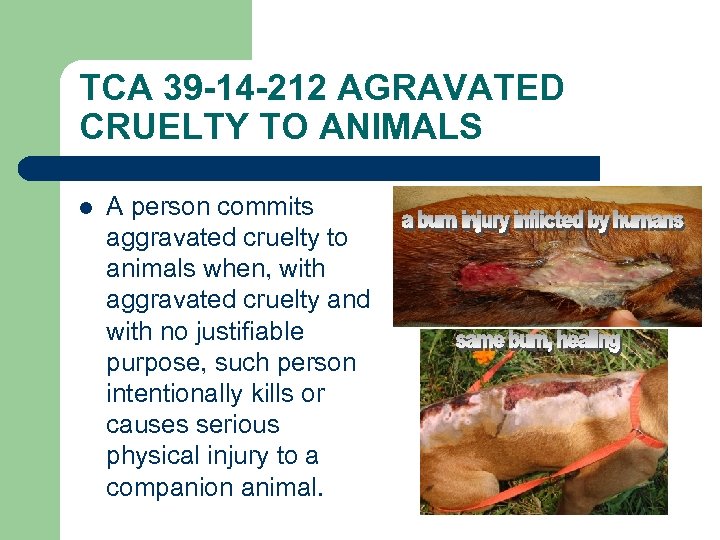 TCA 39 -14 -212 AGRAVATED CRUELTY TO ANIMALS l A person commits aggravated cruelty