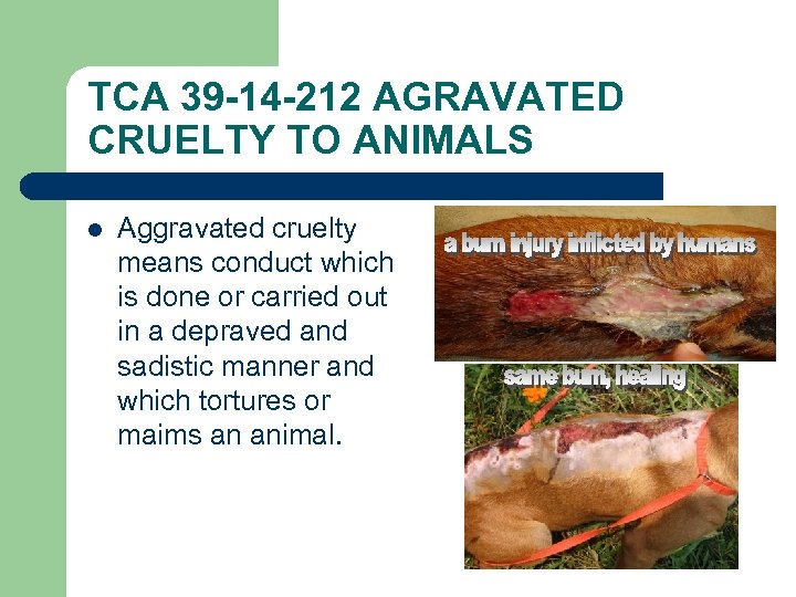 TCA 39 -14 -212 AGRAVATED CRUELTY TO ANIMALS l Aggravated cruelty means conduct which