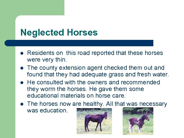 Neglected Horses l l Residents on this road reported that these horses were very