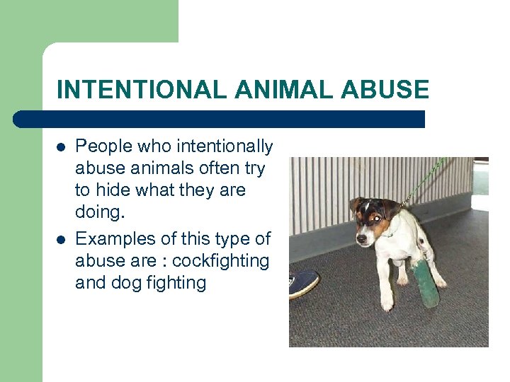 INTENTIONAL ANIMAL ABUSE l l People who intentionally abuse animals often try to hide