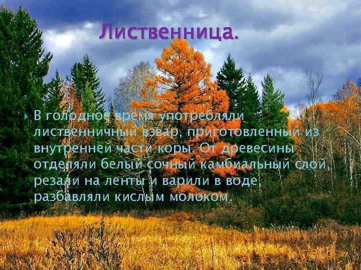 Лиственница. В голодное время употребляли лиственничный взвар, приготовленный из внутренней части коры. От древесины