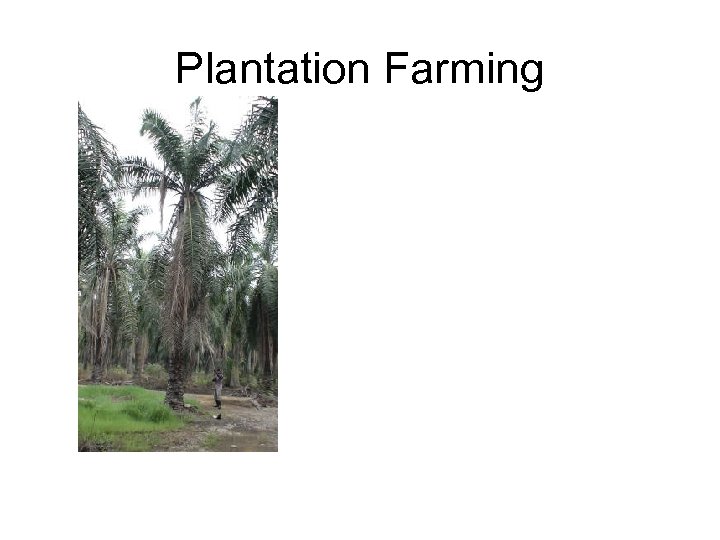 Plantation Farming 