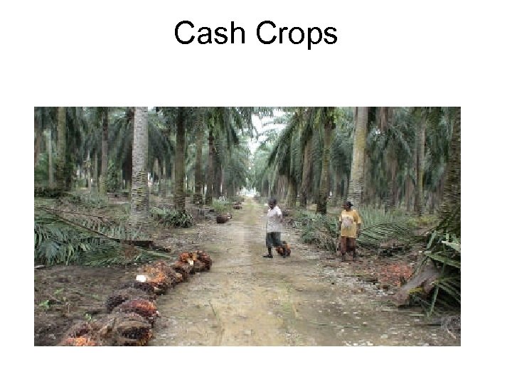 Cash Crops 