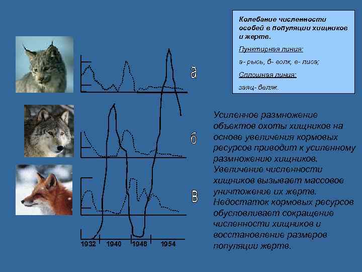 Нарисуйте на графике изменение численности лис учитывая численность зайцев