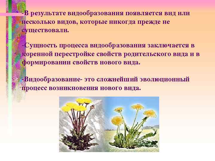 Появление новых видов. Суть видообразования заключается в. Сальтационное видообразование. Видообразование процесс возникновения новых видов. Сущность видообразования.