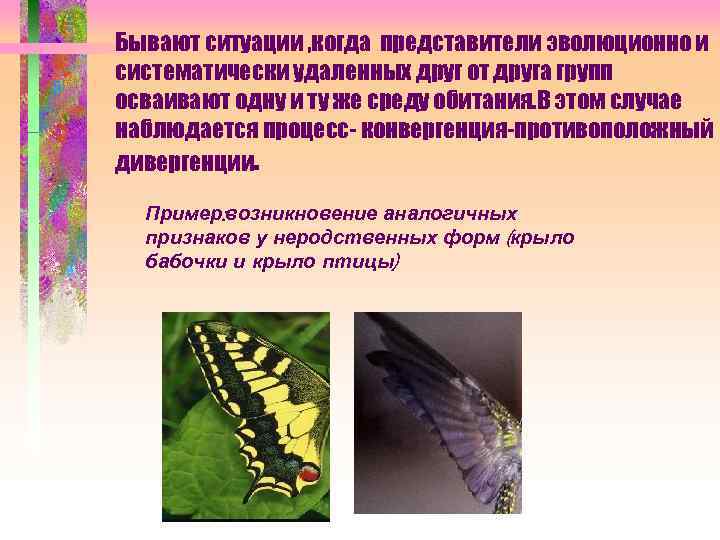 Бывают ситуации , когда представители эволюционно и систематически удаленных друг от друга групп осваивают