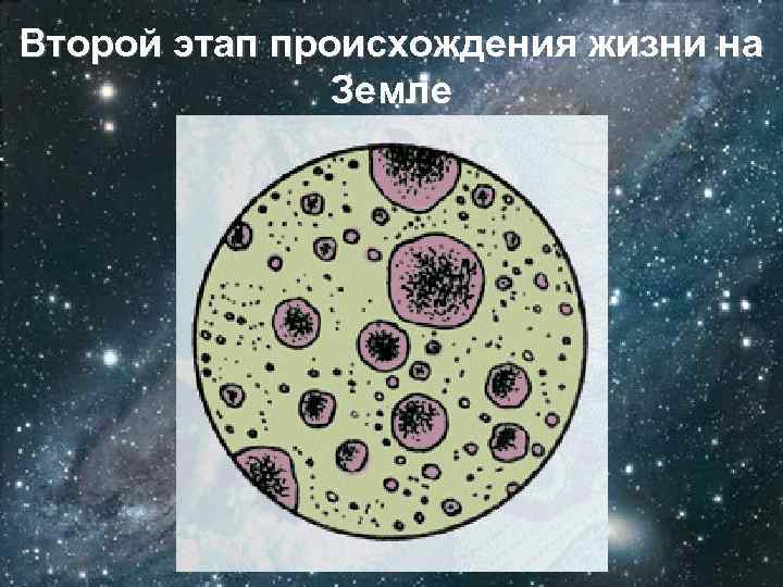 Второй этап происхождения жизни на Земле Коацерватные капли 