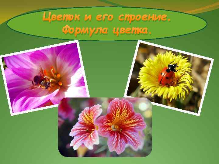 Цветок и его строение. Формула цветка. 